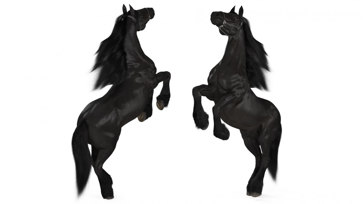 3D Bucking Friesian Horse Fur