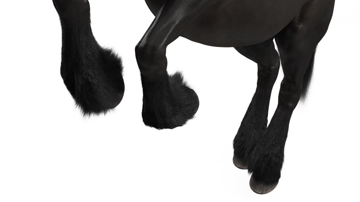 3D Bucking Friesian Horse Fur