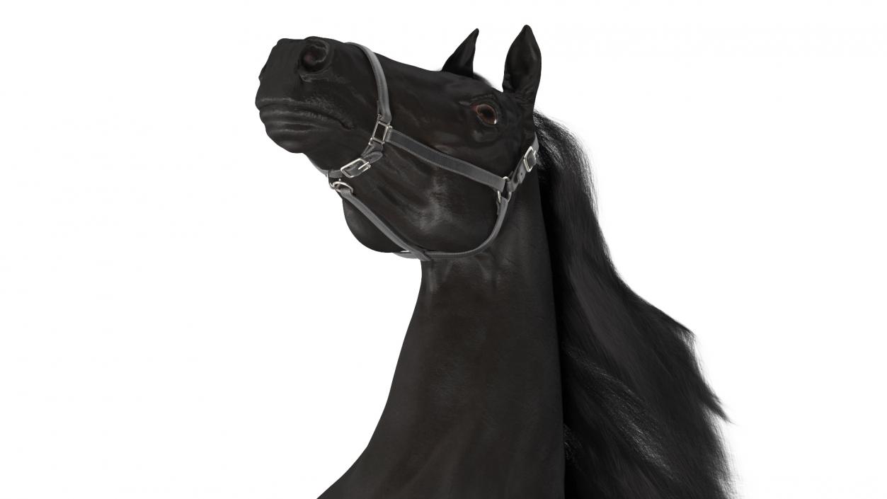 3D Bucking Friesian Horse Fur