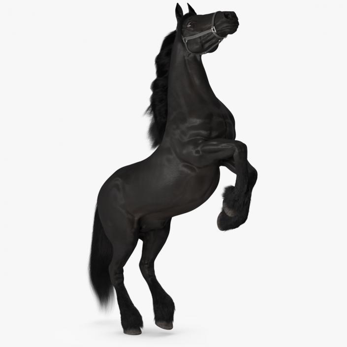 3D Bucking Friesian Horse Fur