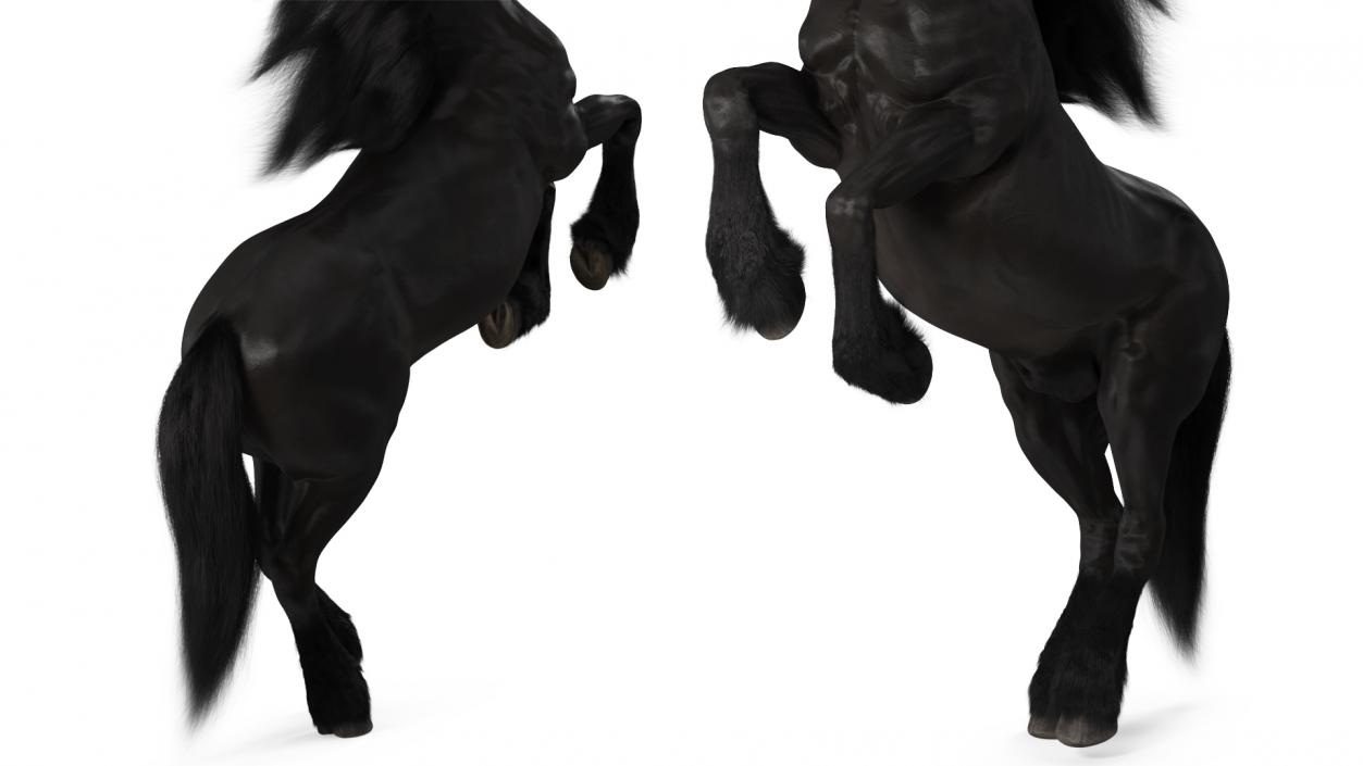 3D Bucking Friesian Horse Fur