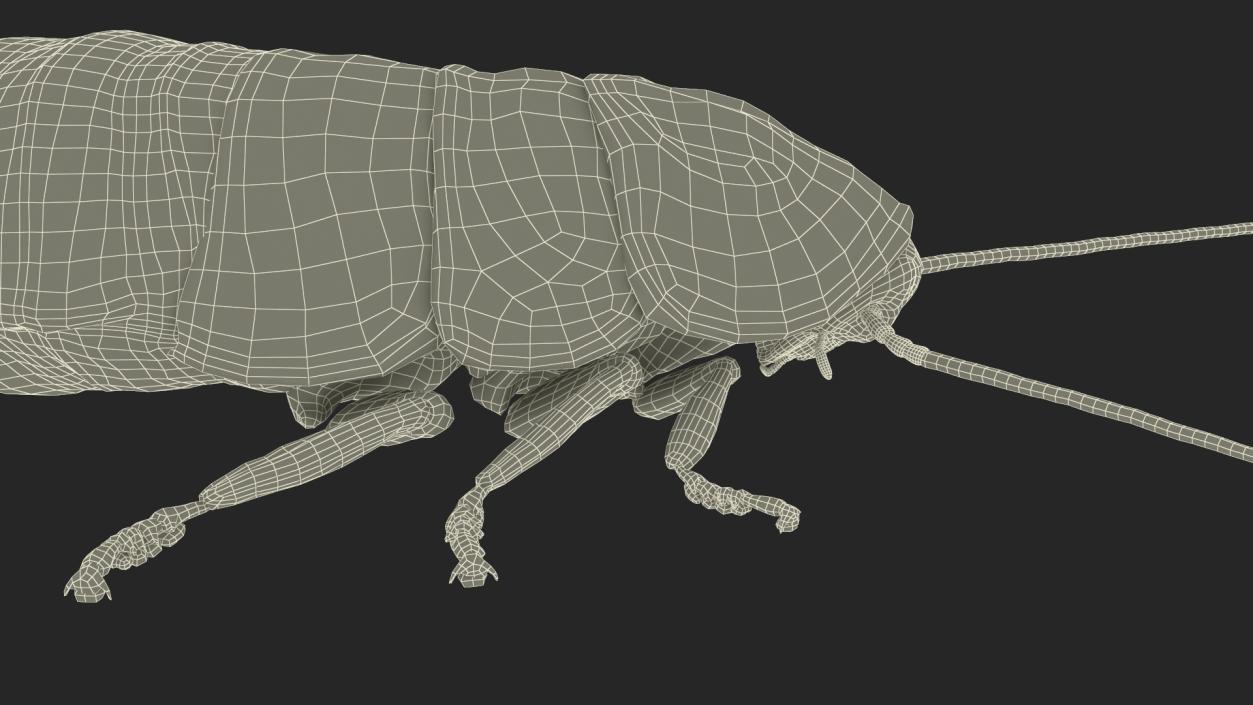 Cryptocercus Clevelandi with Fur 3D