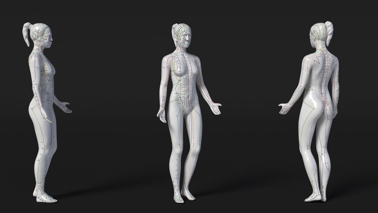 3D model Female Acupuncture Mannequin 2