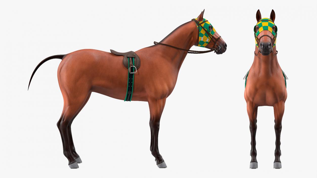 3D Bay Racehorse model