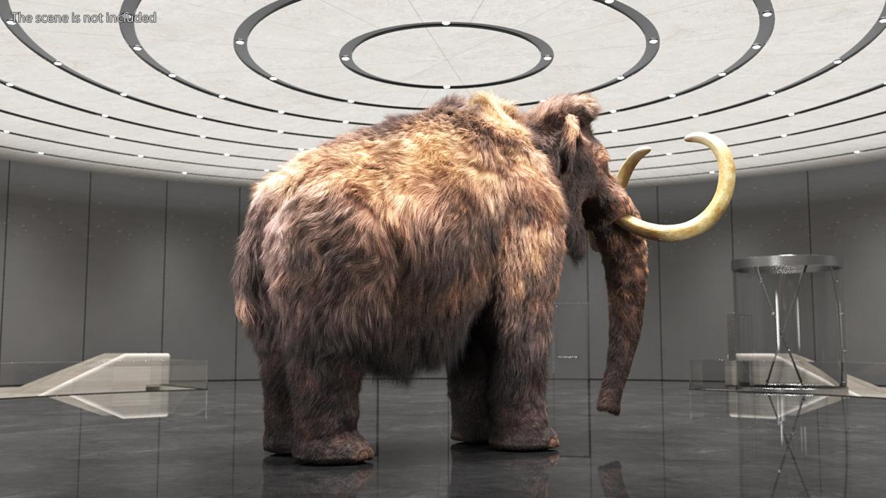 Mammoth Adult Fur 3D