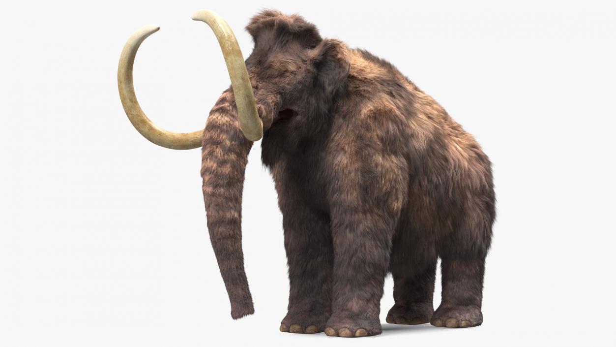 Mammoth Adult Fur 3D