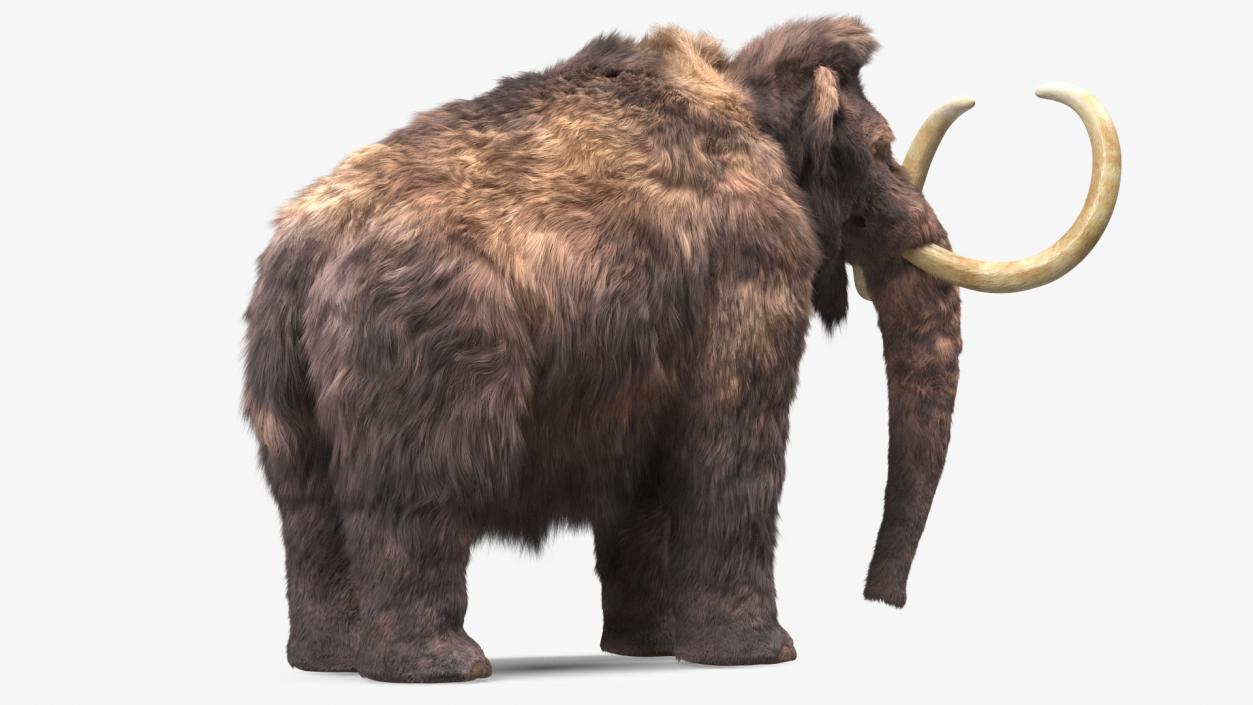 Mammoth Adult Fur 3D