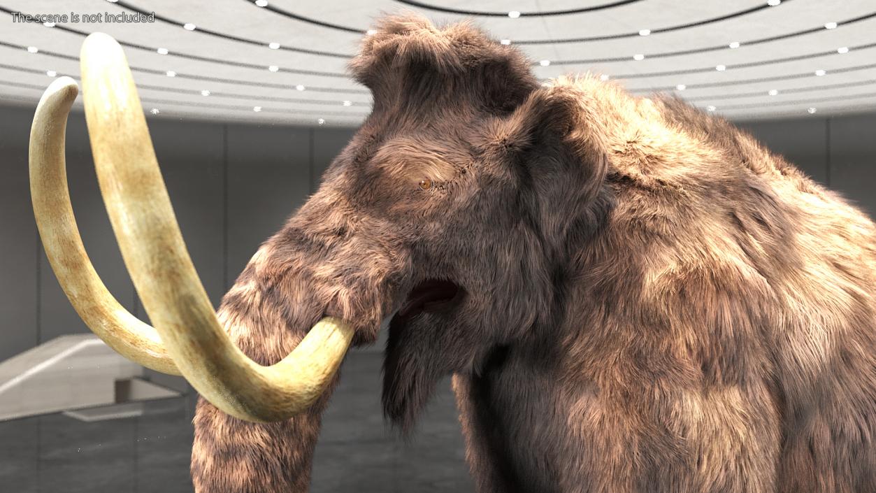 Mammoth Adult Fur 3D