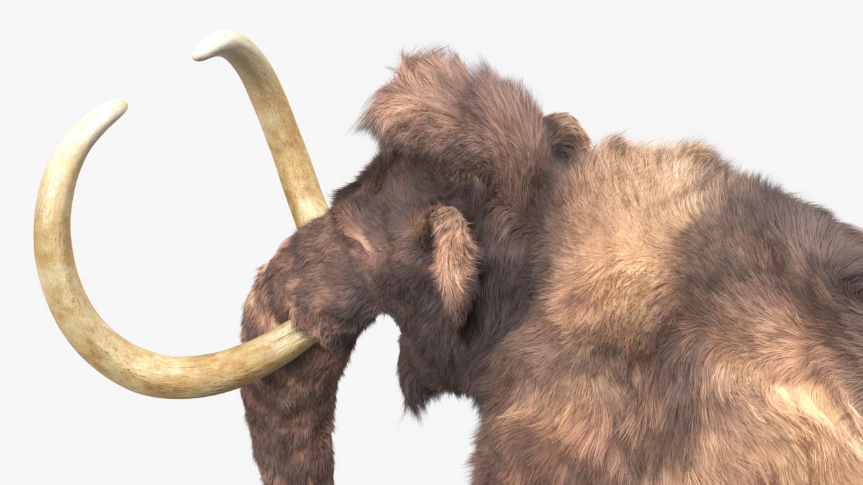 Mammoth Adult Fur 3D