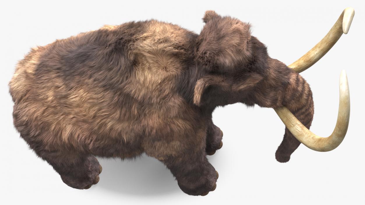 Mammoth Adult Fur 3D