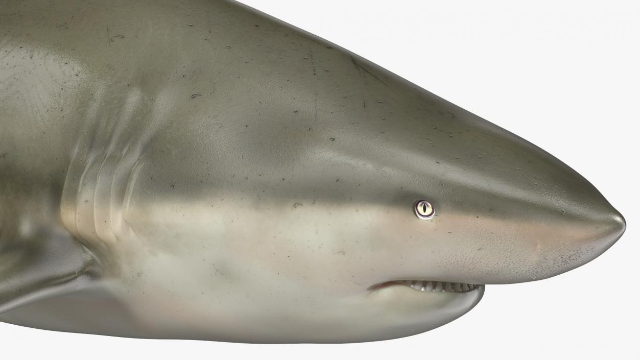 3D model Java Shark