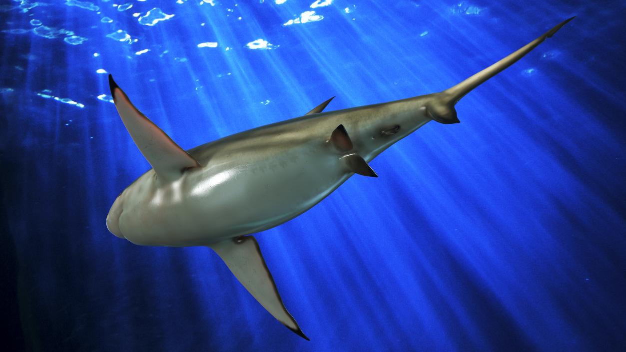 3D model Java Shark