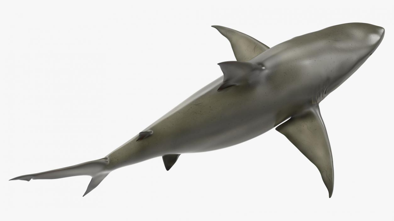 3D model Java Shark