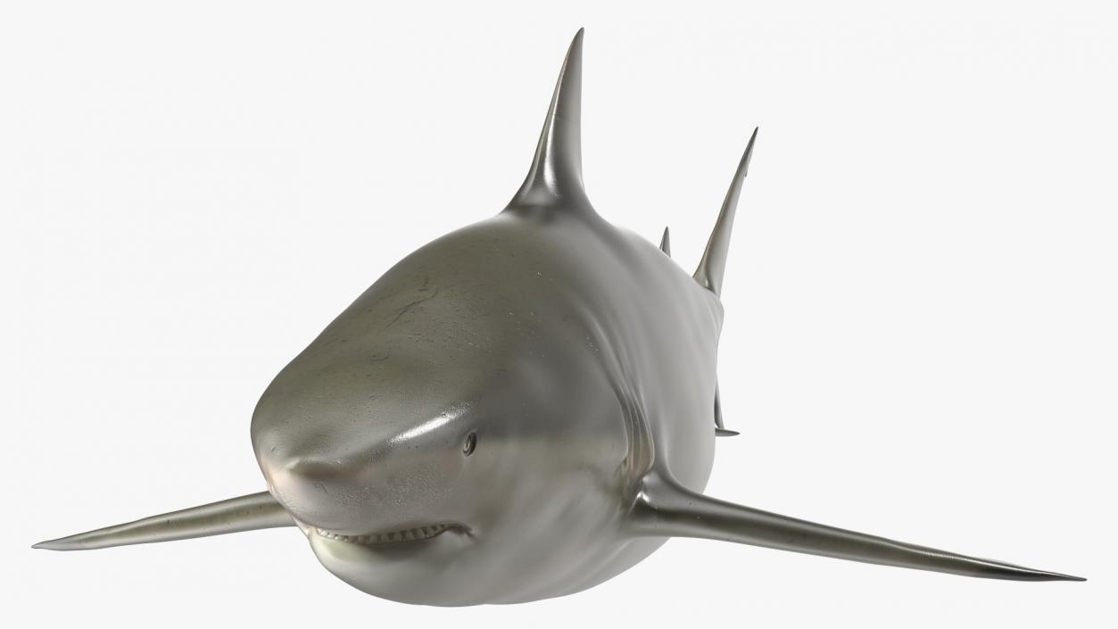 3D model Java Shark