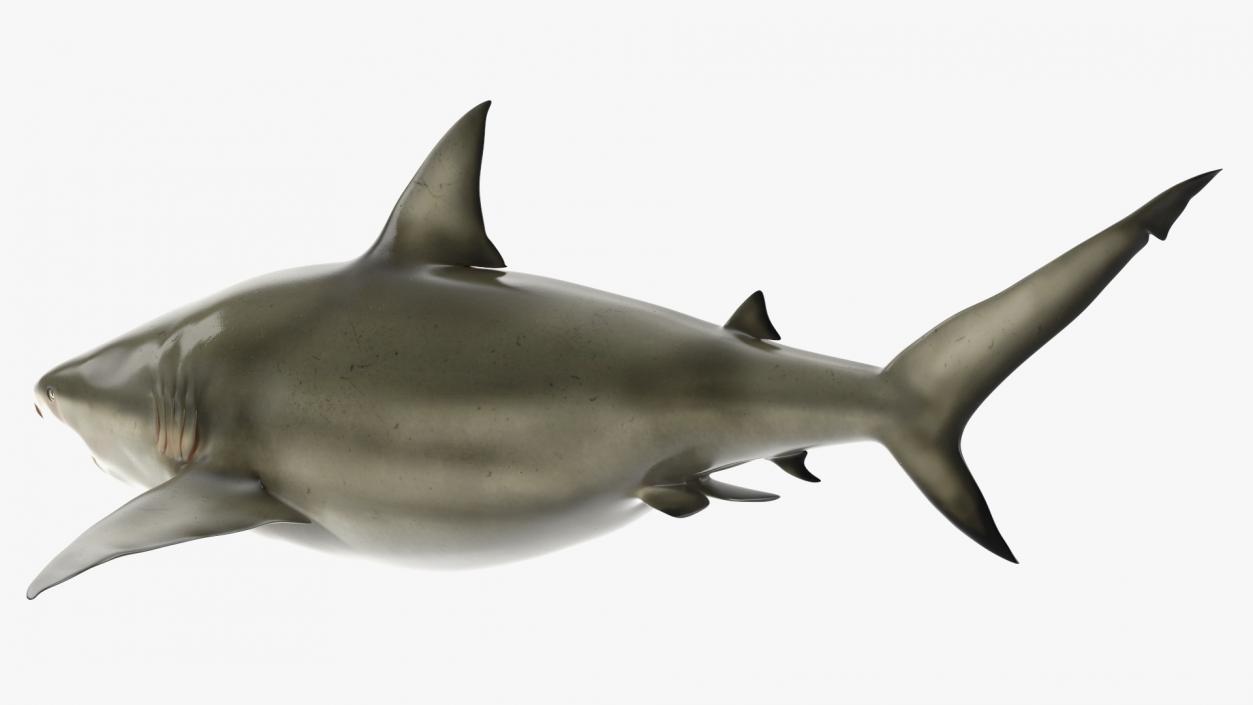 3D model Java Shark