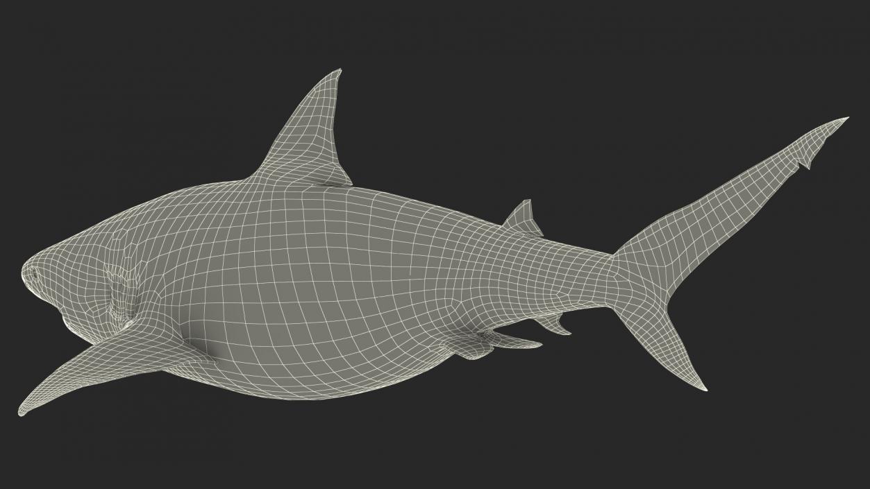 3D model Java Shark