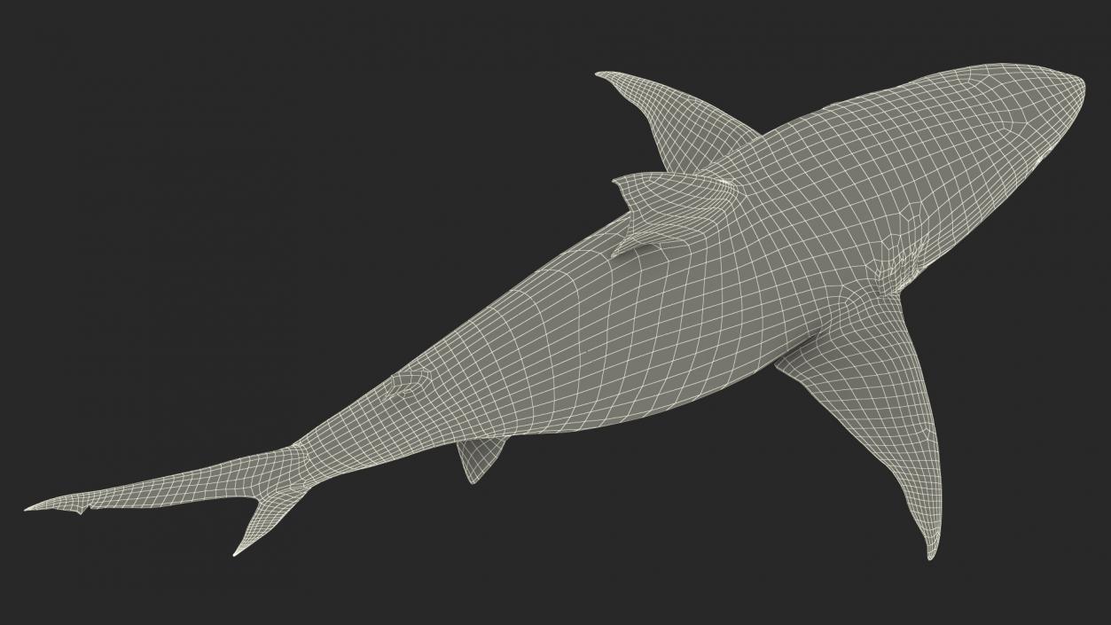 3D model Java Shark