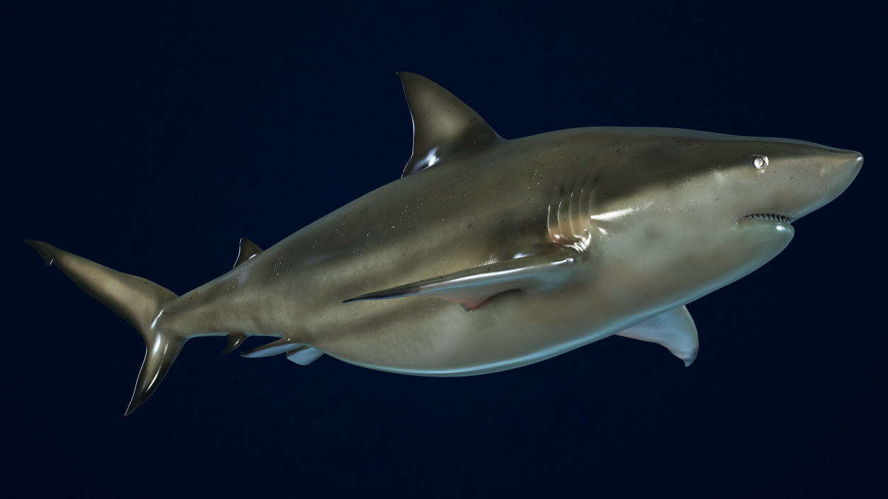 3D model Java Shark