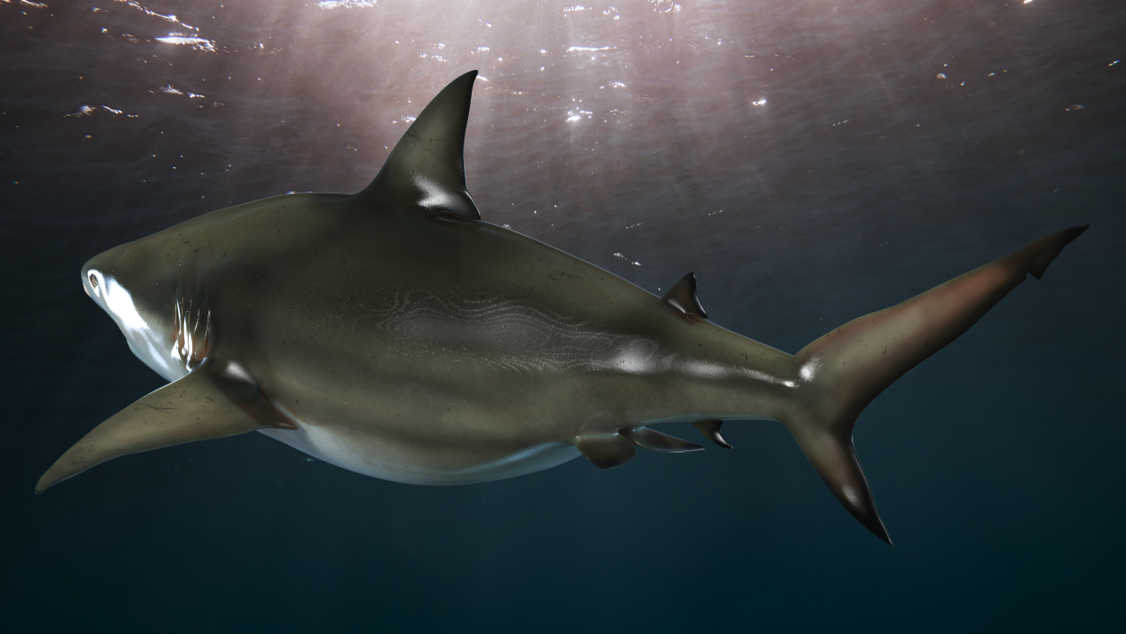 3D model Java Shark