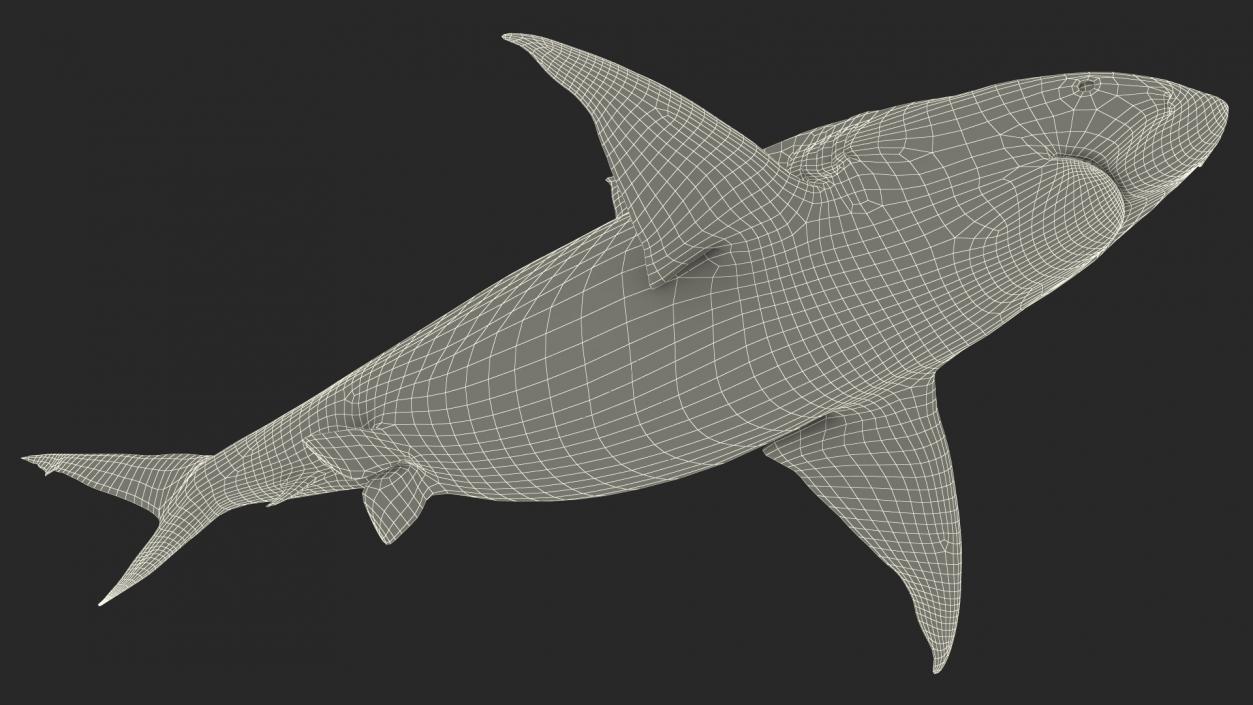 3D model Java Shark