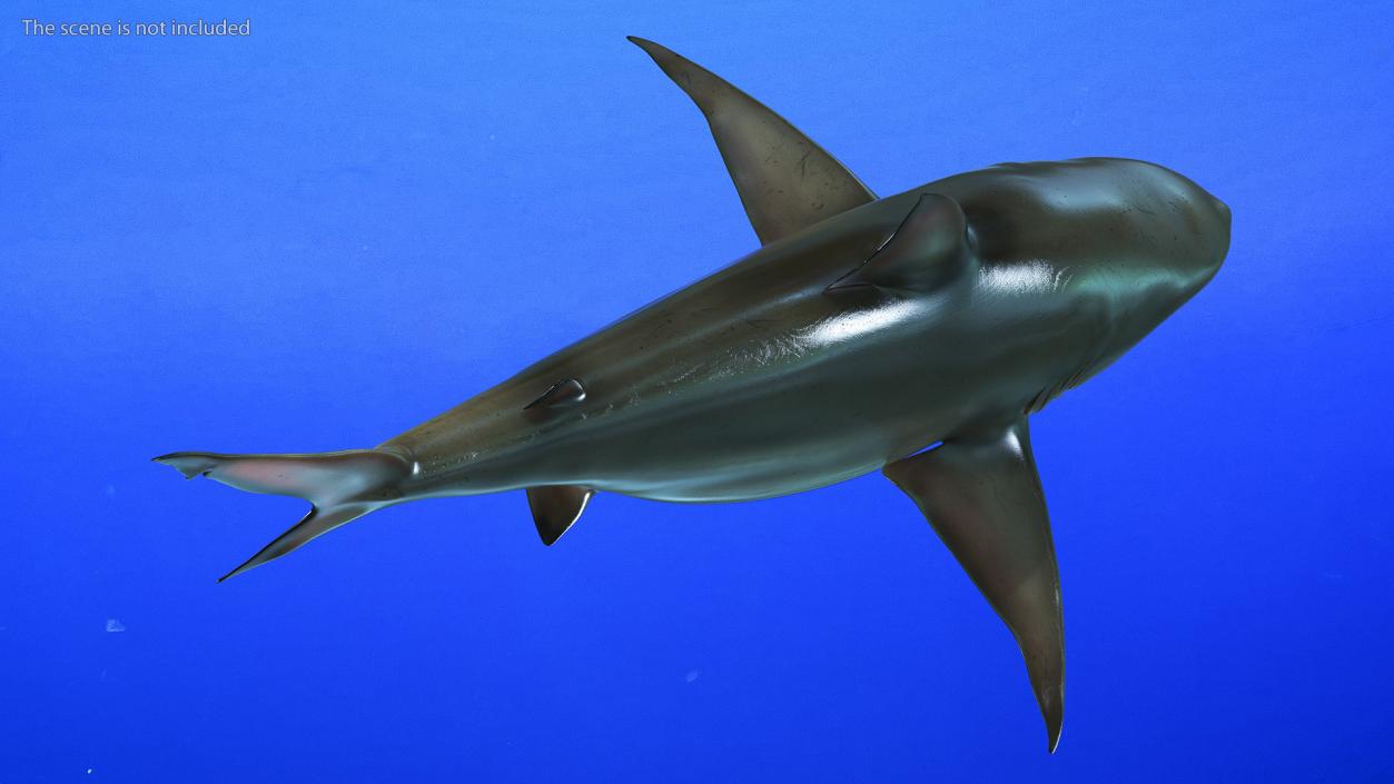 3D model Java Shark