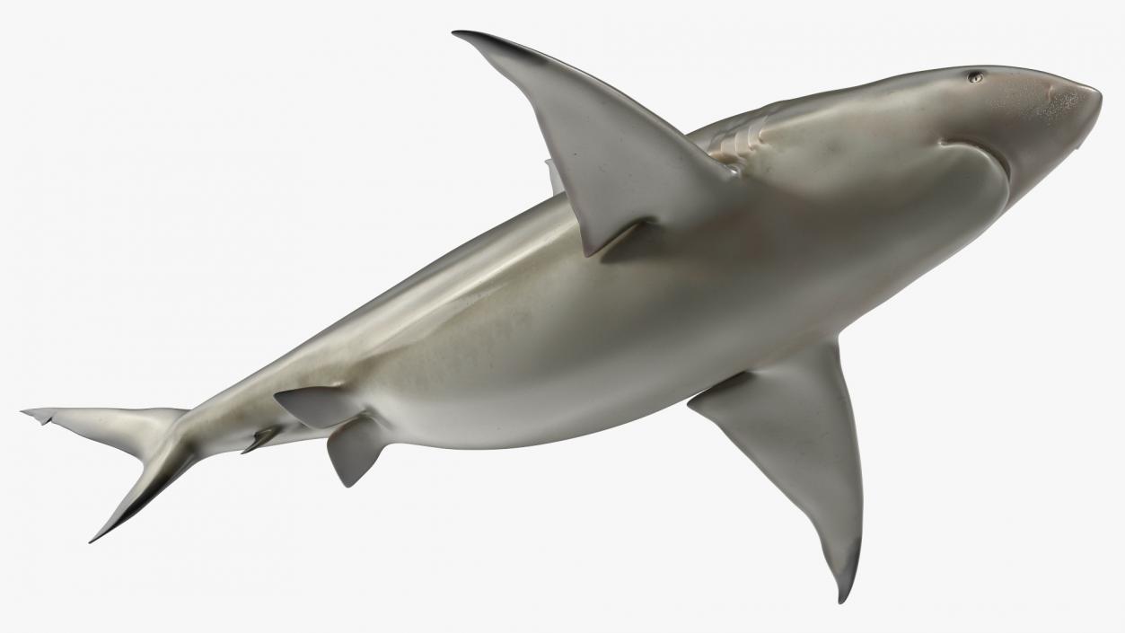 3D model Java Shark