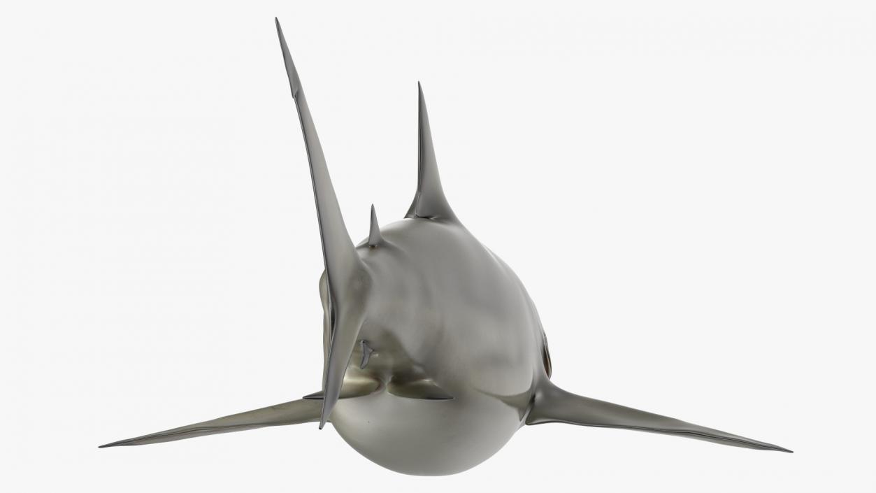 3D model Java Shark