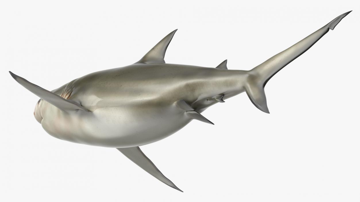 3D model Java Shark