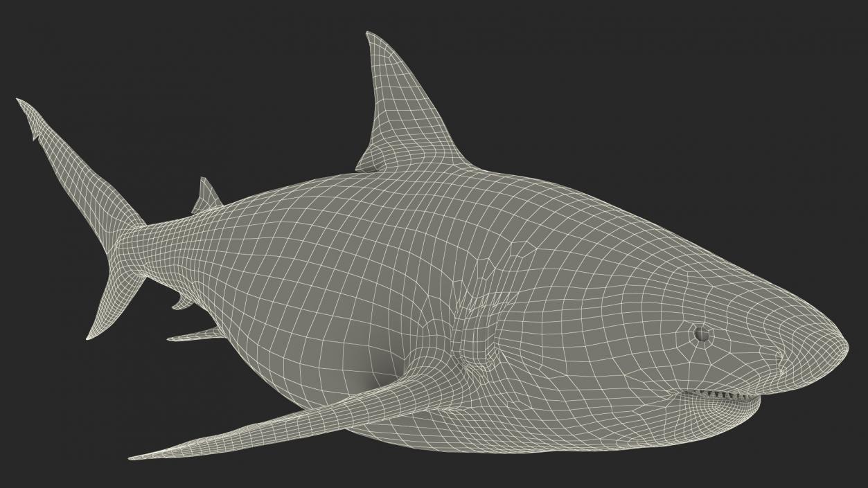 3D model Java Shark