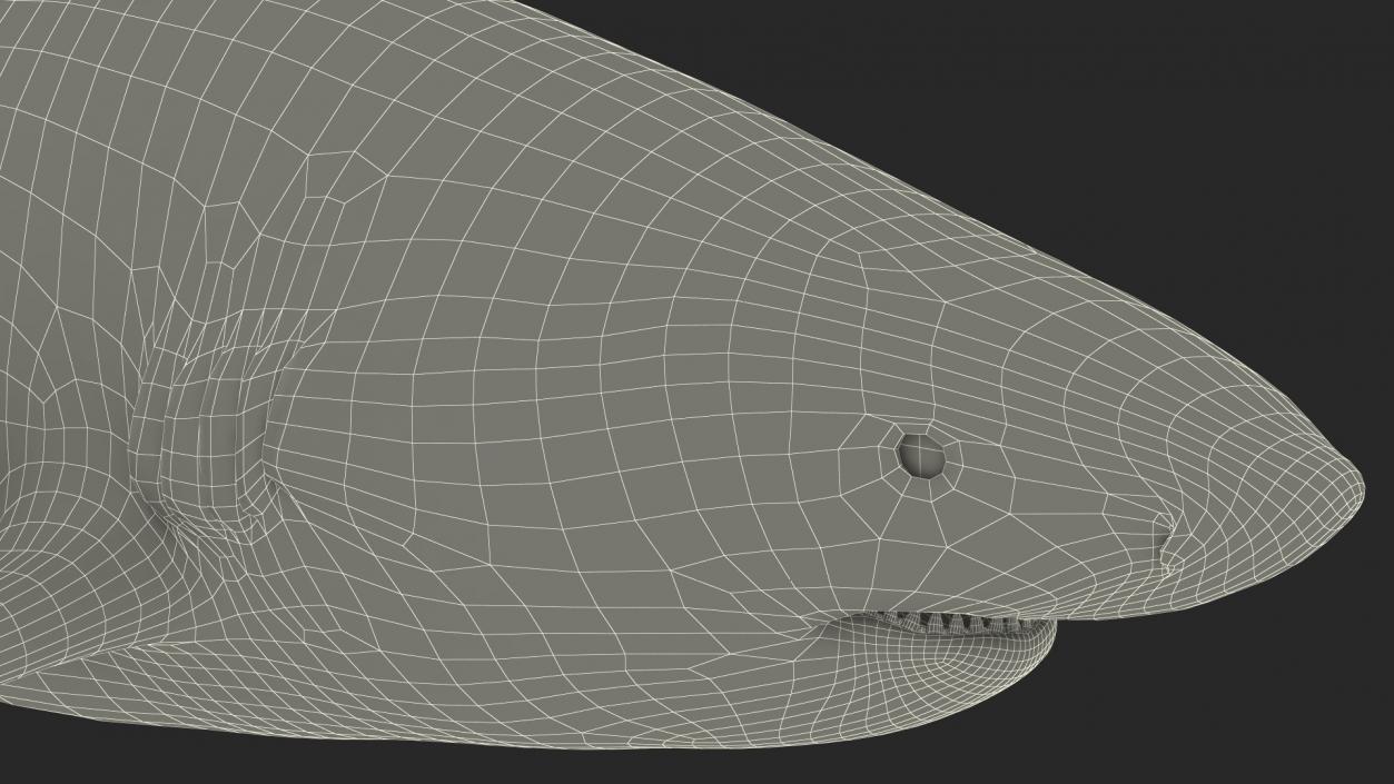 3D model Java Shark