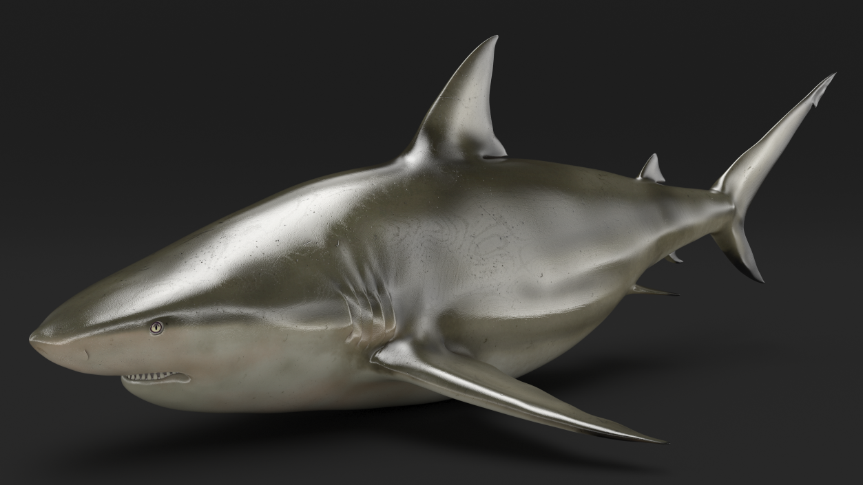 3D model Java Shark