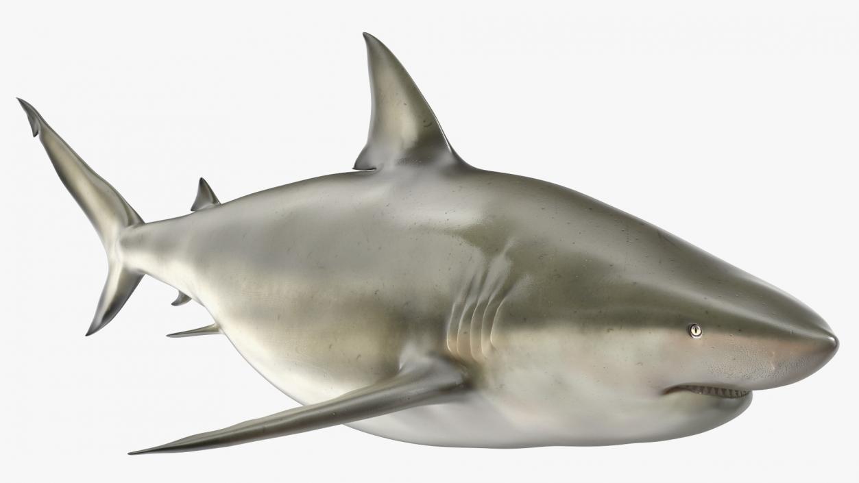 3D model Java Shark