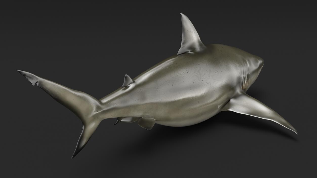 3D model Java Shark