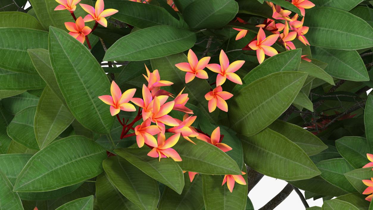 3D Plumeria Frangipani Tree Red Flowers