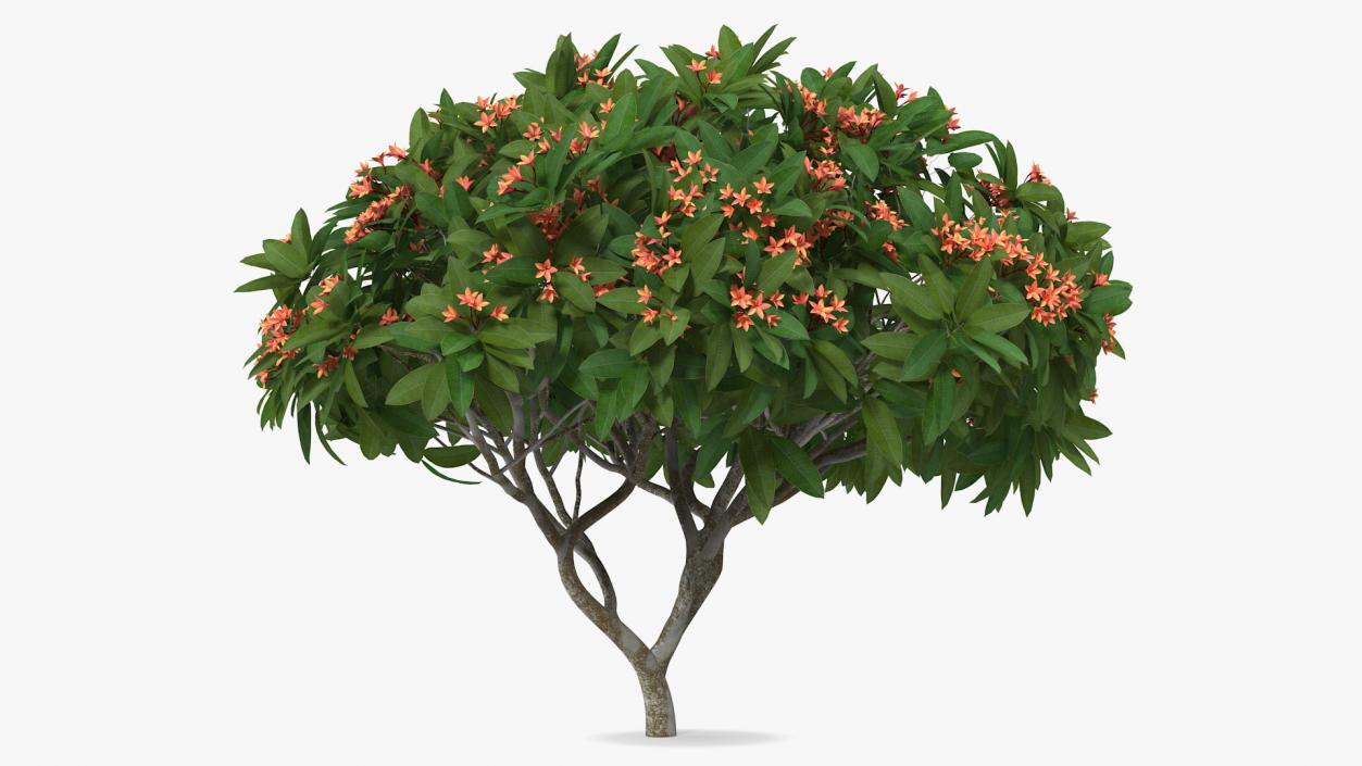 3D Plumeria Frangipani Tree Red Flowers