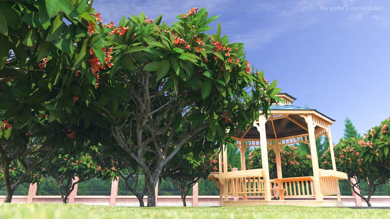 3D Plumeria Frangipani Tree Red Flowers