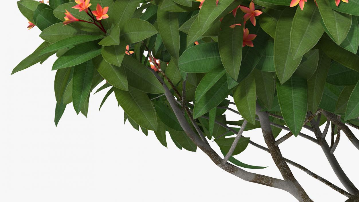 3D Plumeria Frangipani Tree Red Flowers