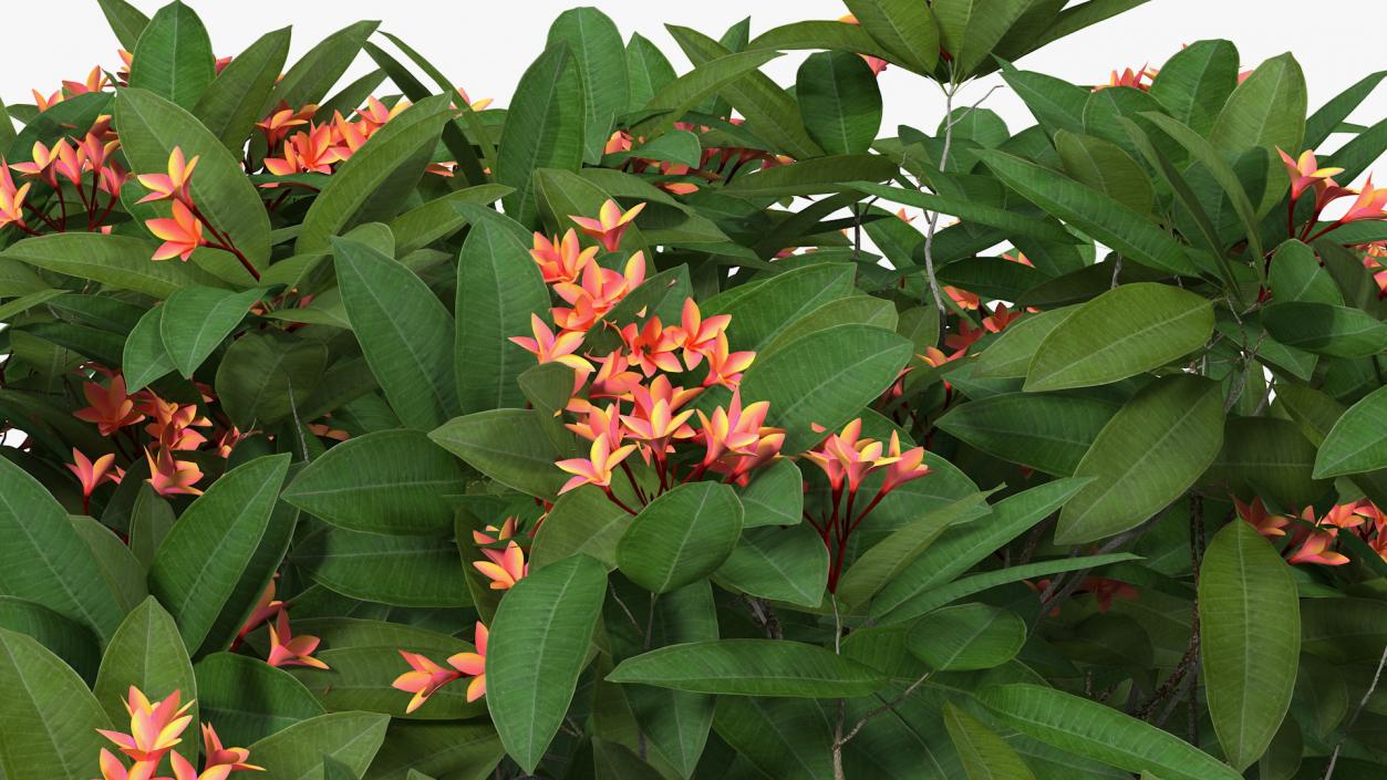 3D Plumeria Frangipani Tree Red Flowers