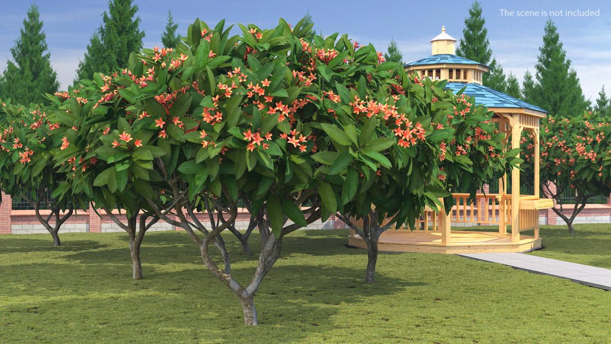 3D Plumeria Frangipani Tree Red Flowers