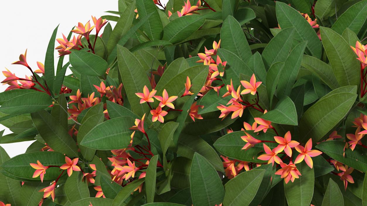 3D Plumeria Frangipani Tree Red Flowers