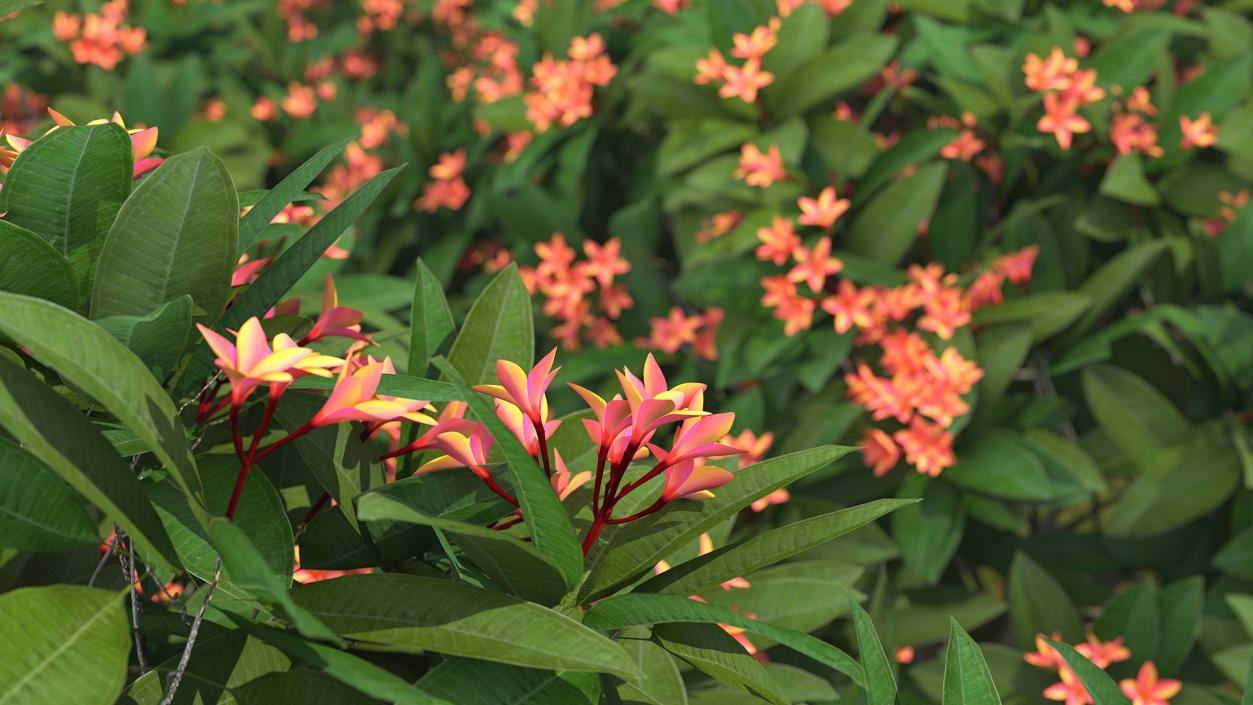 3D Plumeria Frangipani Tree Red Flowers