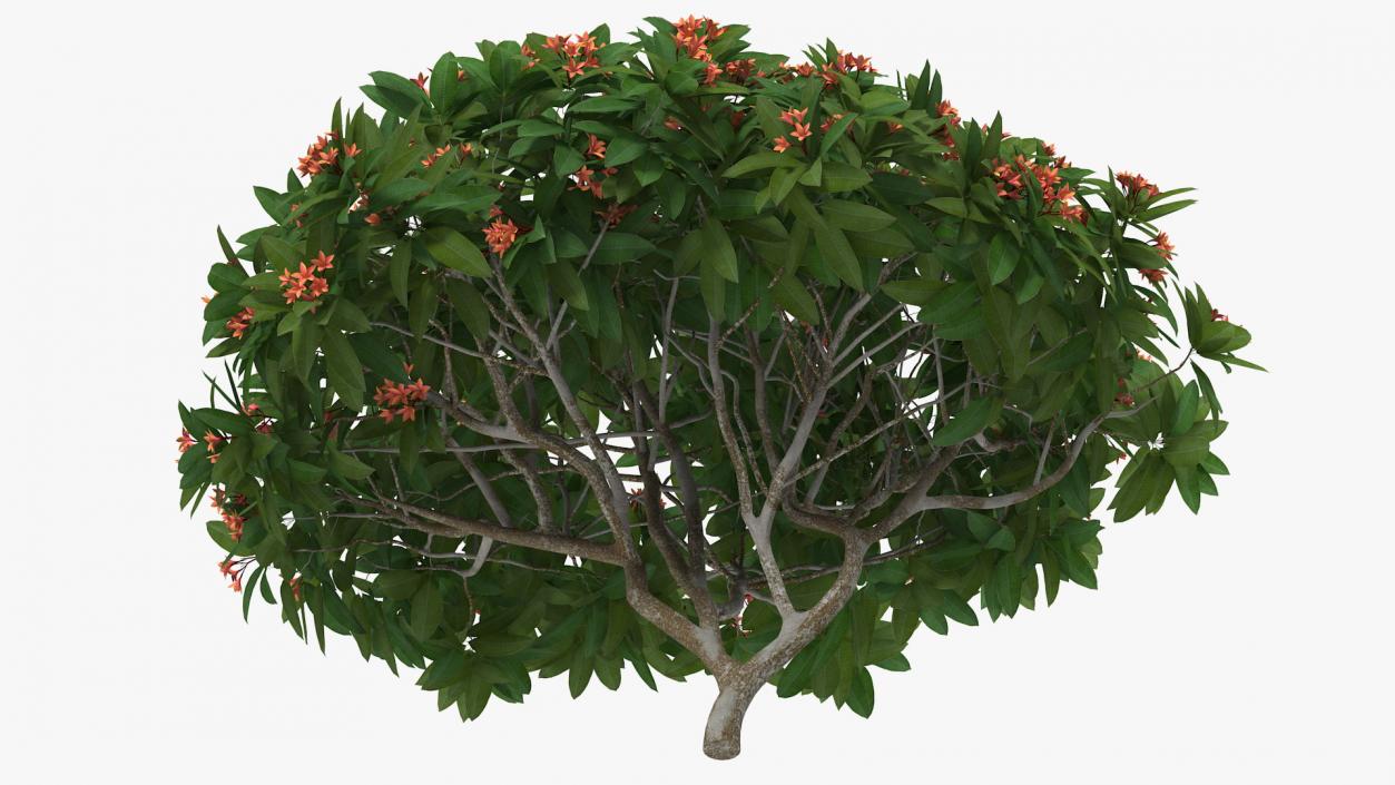 3D Plumeria Frangipani Tree Red Flowers