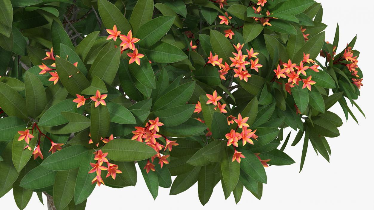 3D Plumeria Frangipani Tree Red Flowers