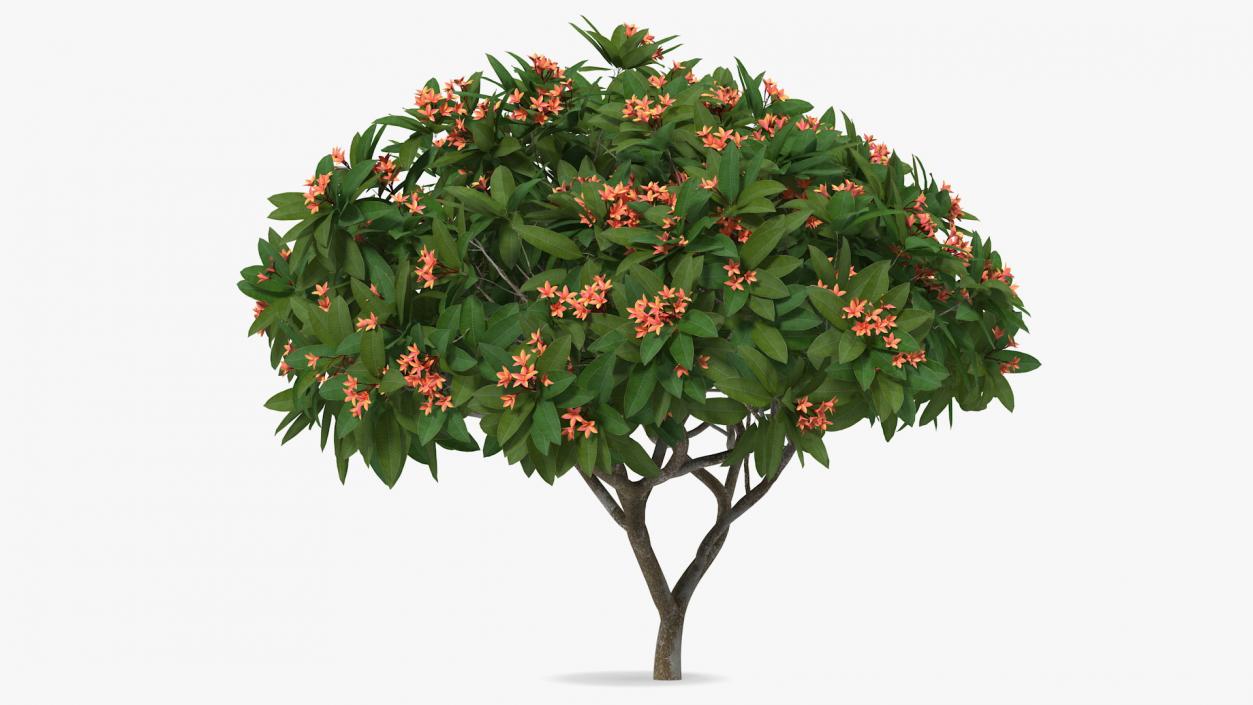 3D Plumeria Frangipani Tree Red Flowers