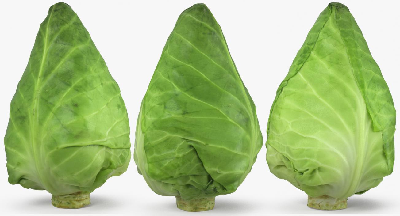 3D Sweetheart Cabbage model