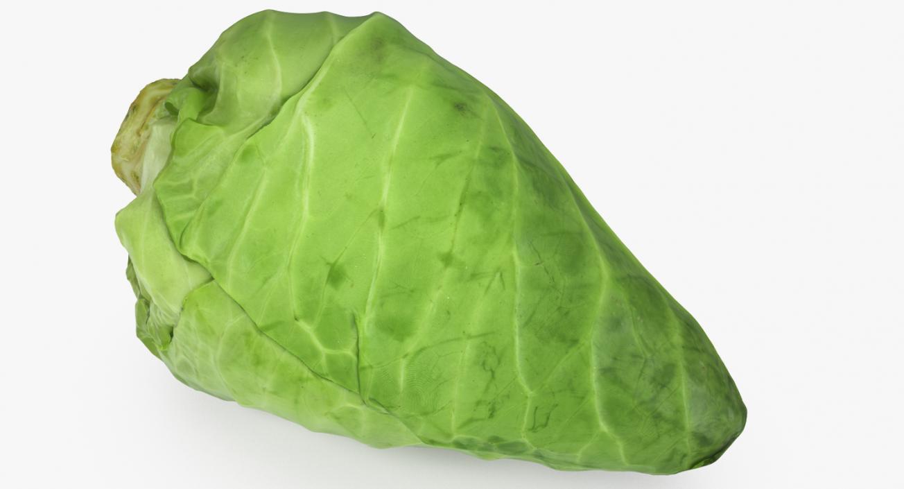 3D Sweetheart Cabbage model