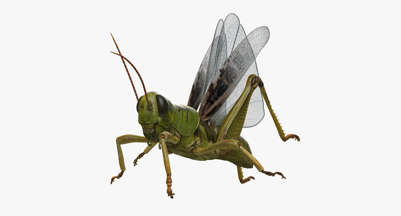 3D Grasshopper Rigged model