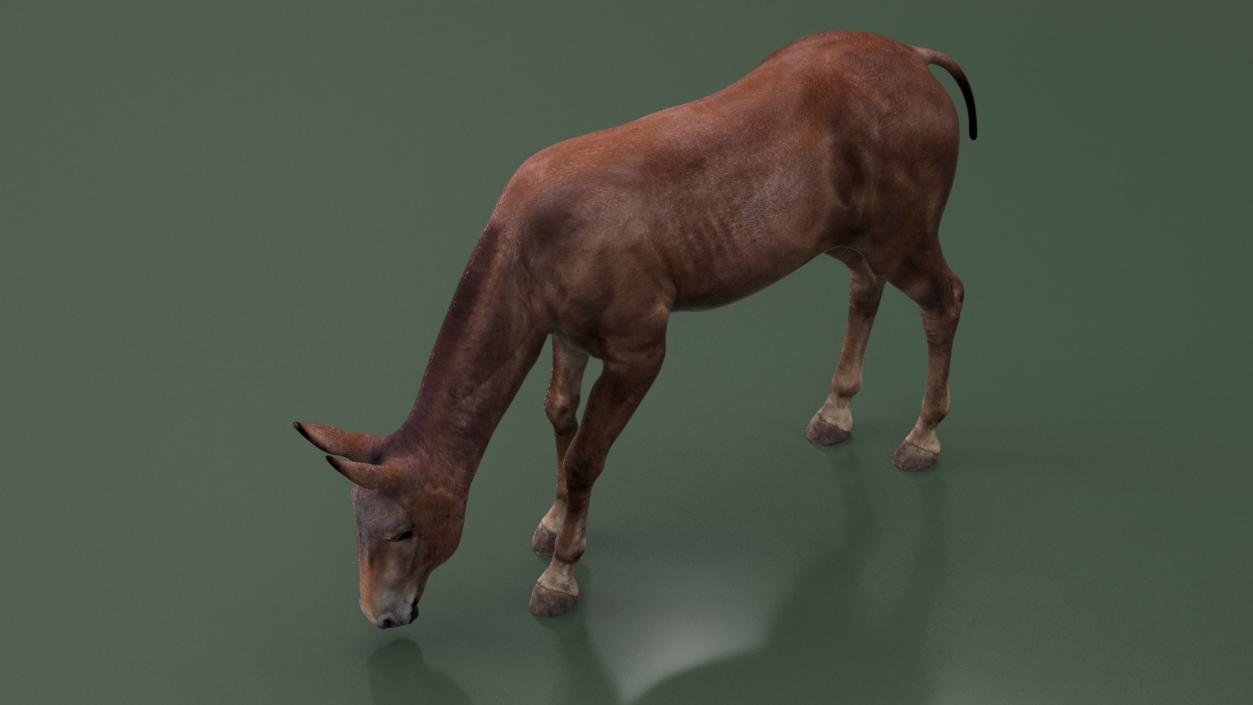 3D Mule Dark Rigged