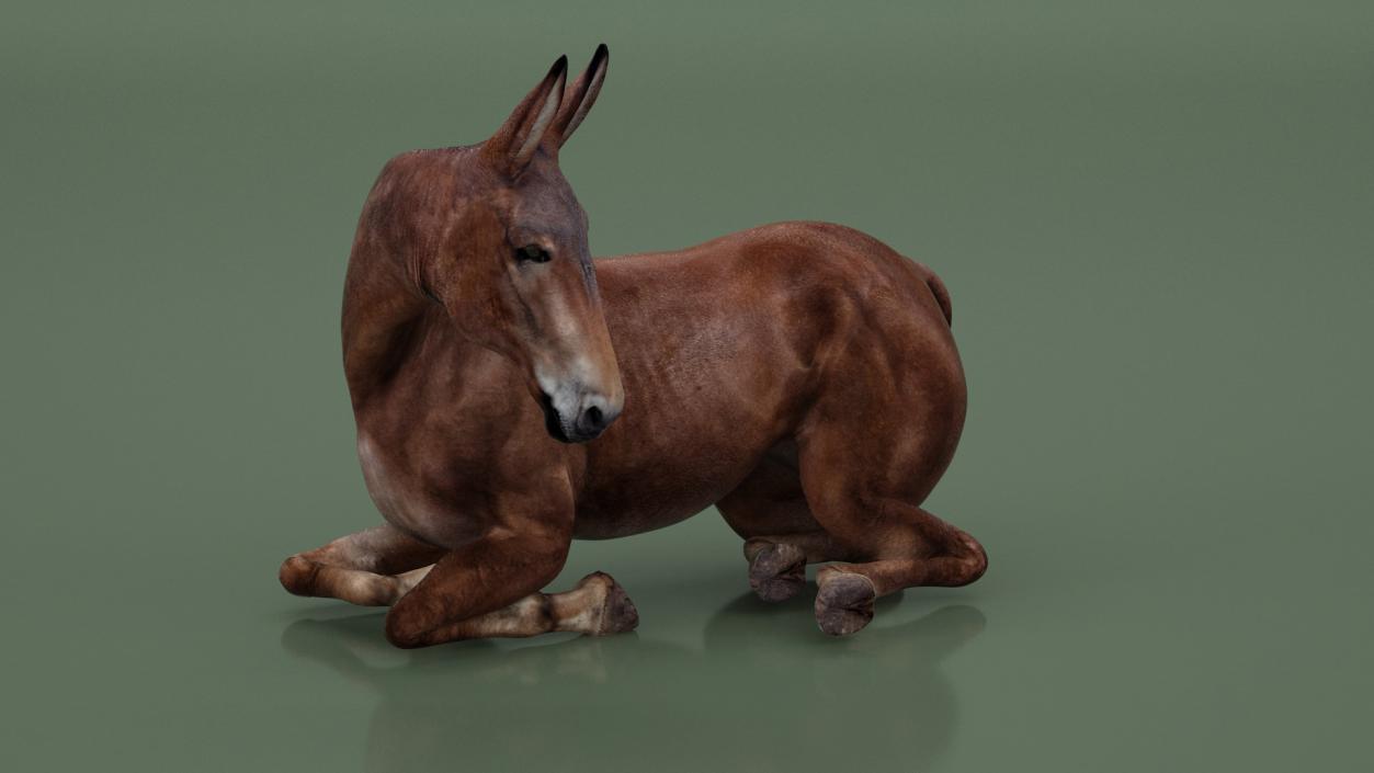 3D Mule Dark Rigged