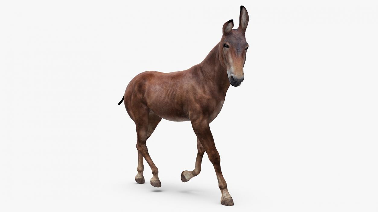 3D Mule Dark Rigged